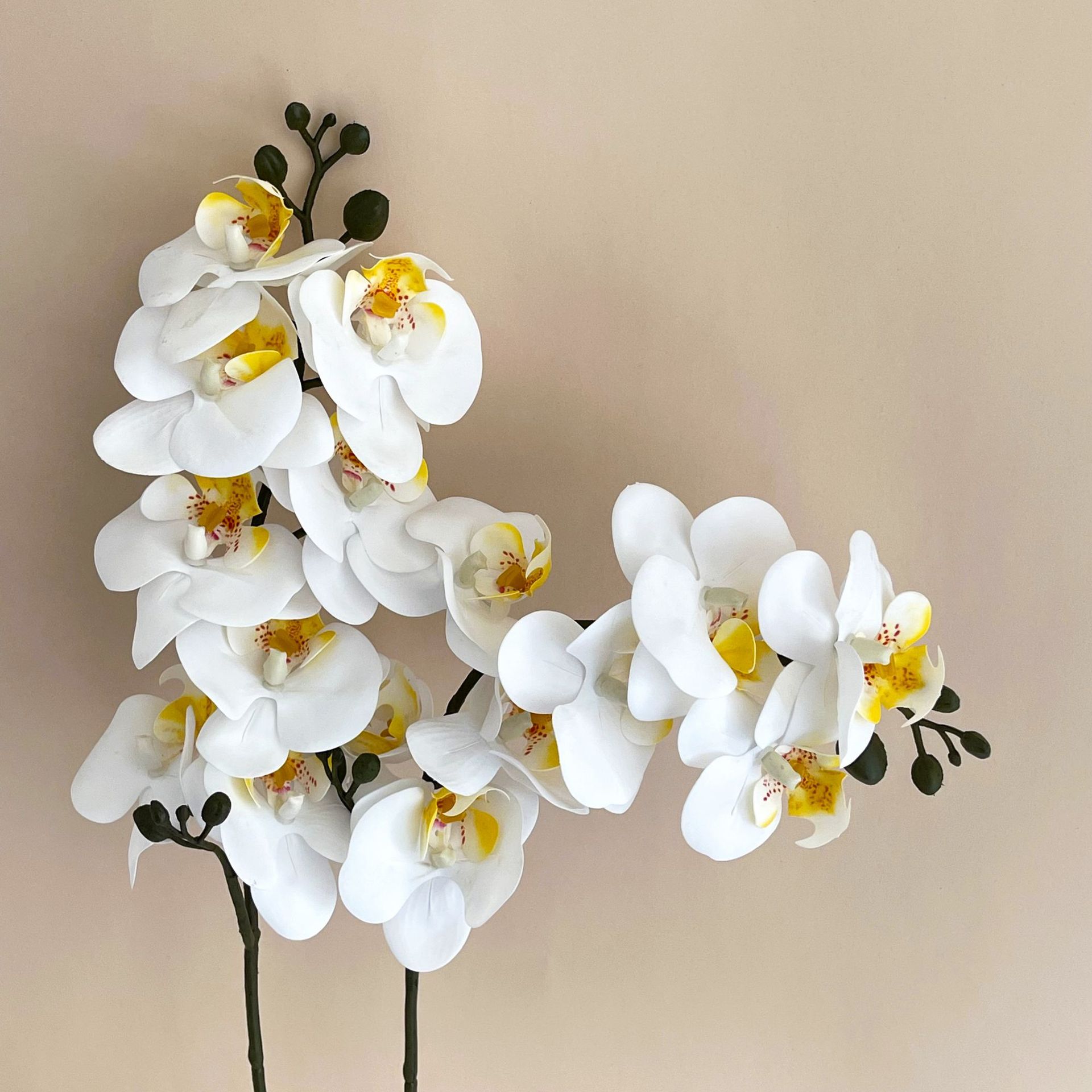 5Pc 3D Print Film Phalaenopsis - 3D Printing Ai 评论和价格